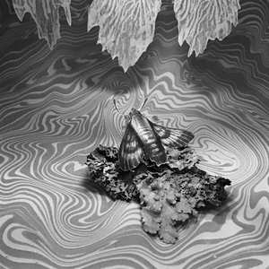 Ghosts, Echoes and Other Wonders at Hampden Gallery